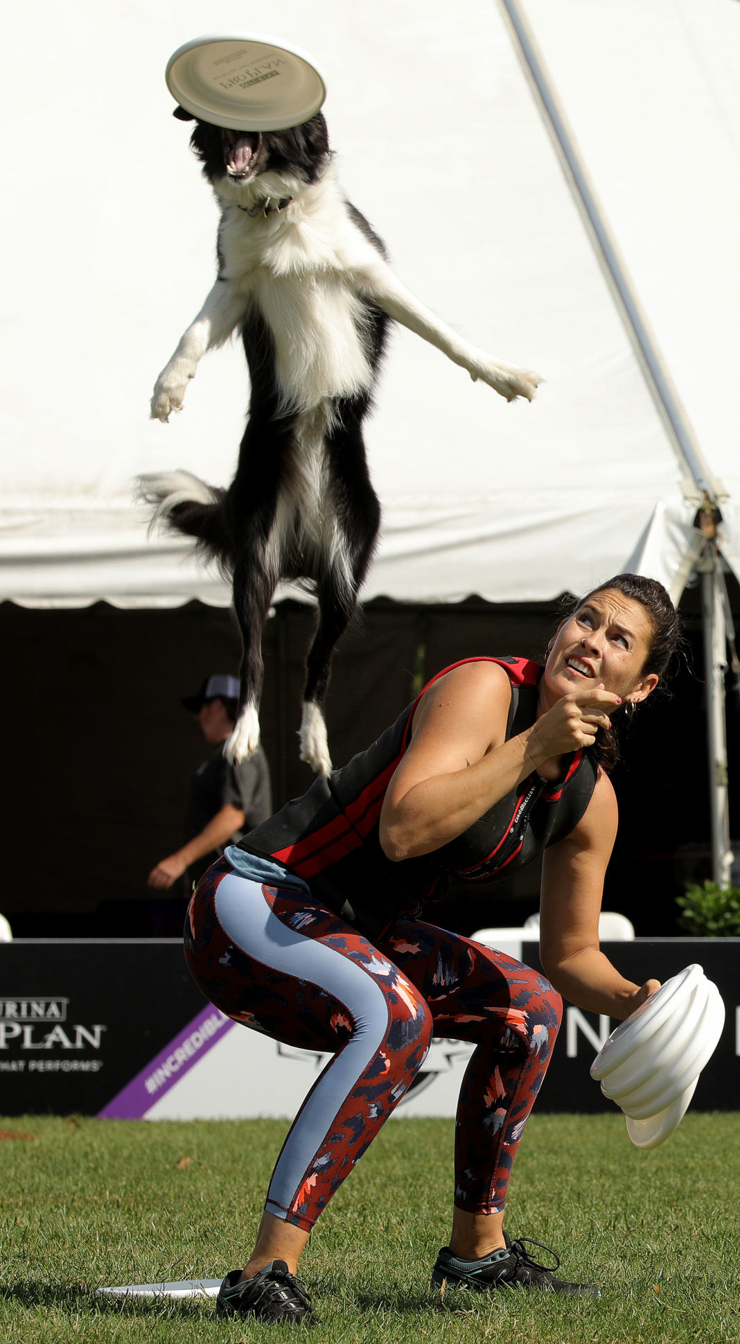 Incredible dogs compete at Purina Farms
